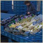 stallholder in maastricht blue and green