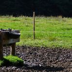 "Stallidylle kurz vor der Siede Alpe"