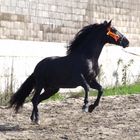 Stallion PRE