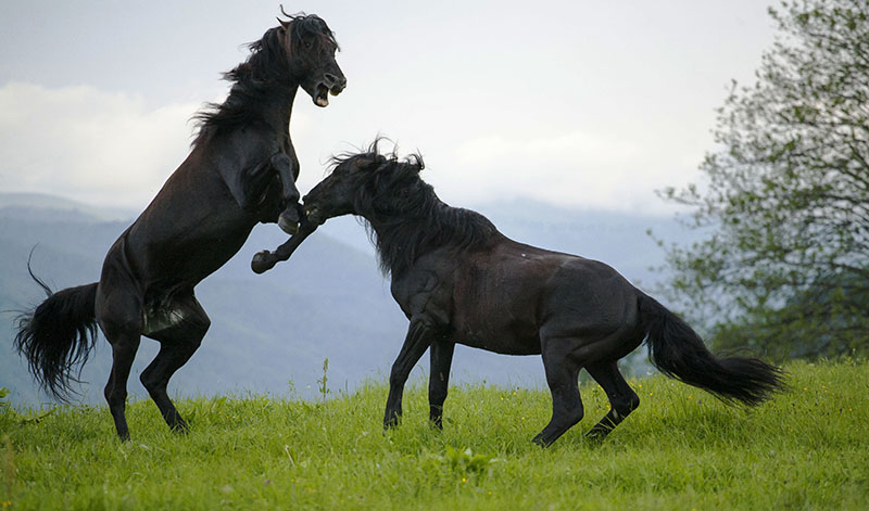 stallion's fight