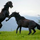 stallion's fight