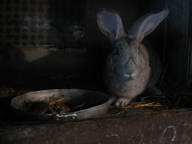 Stallkaninchen