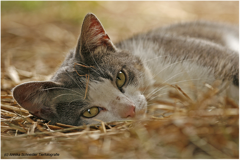 Stallkatze