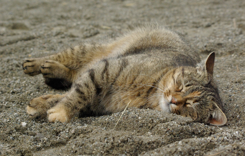 Stallkatze Minka fühlt sich wohl