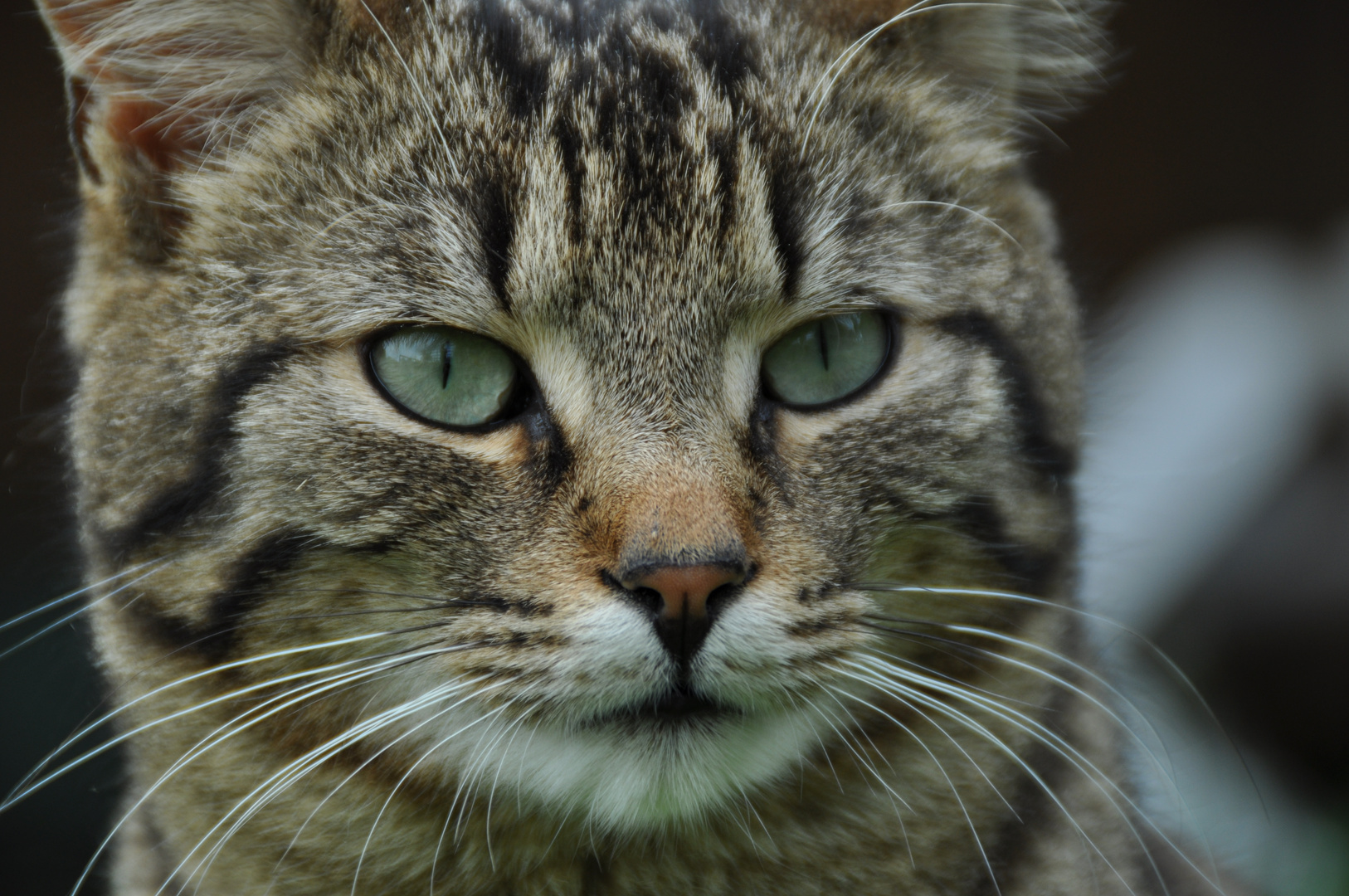 Stallkatze Scheißerle