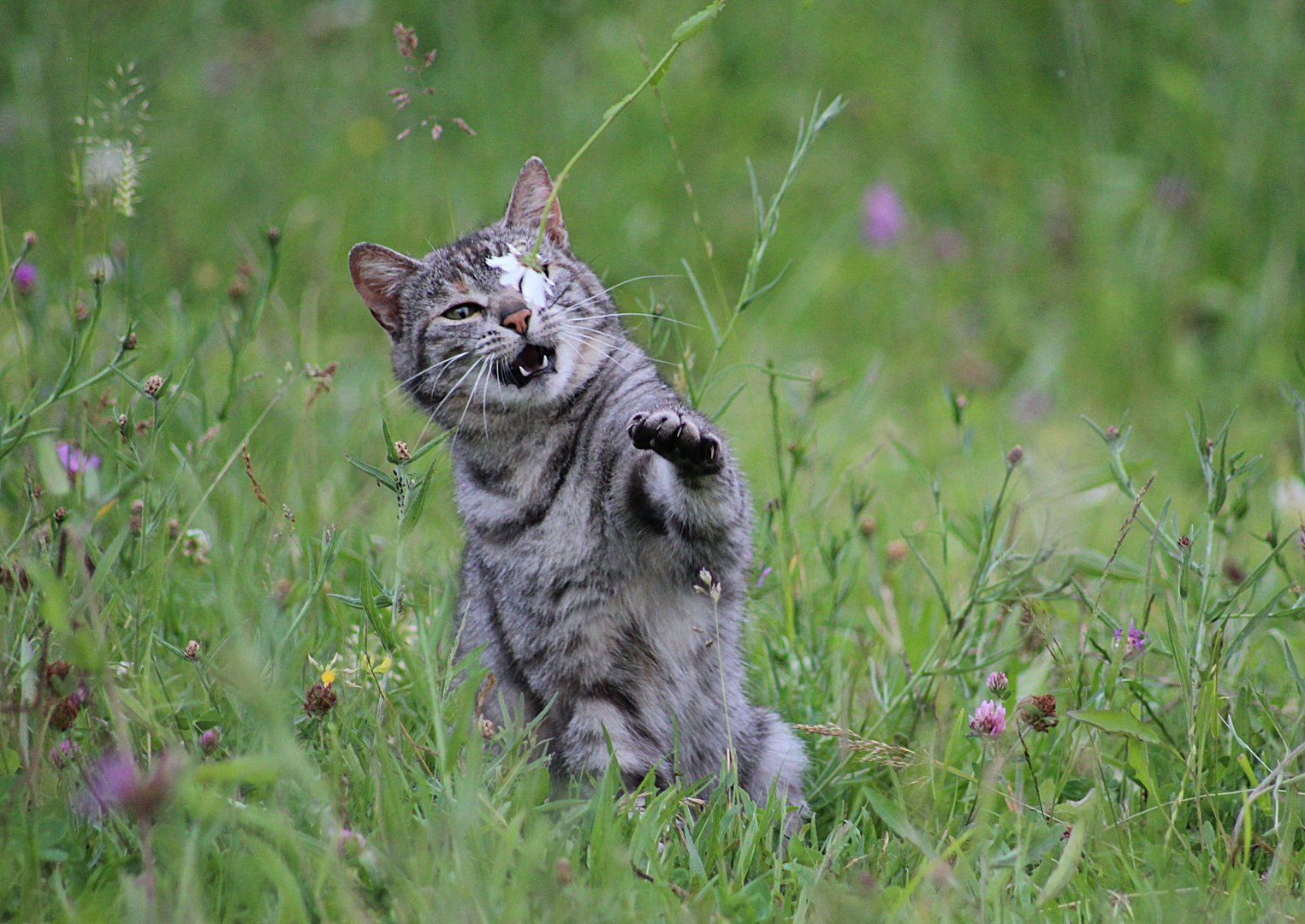 Stallkatze Silver