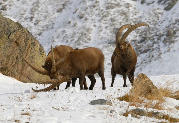 Stambecchi (Capra ibex)