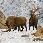 Stambecchi (Capra ibex)