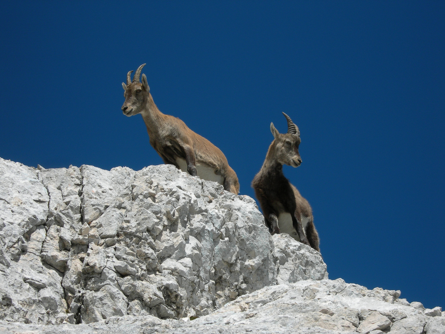 stambecchi del montasio