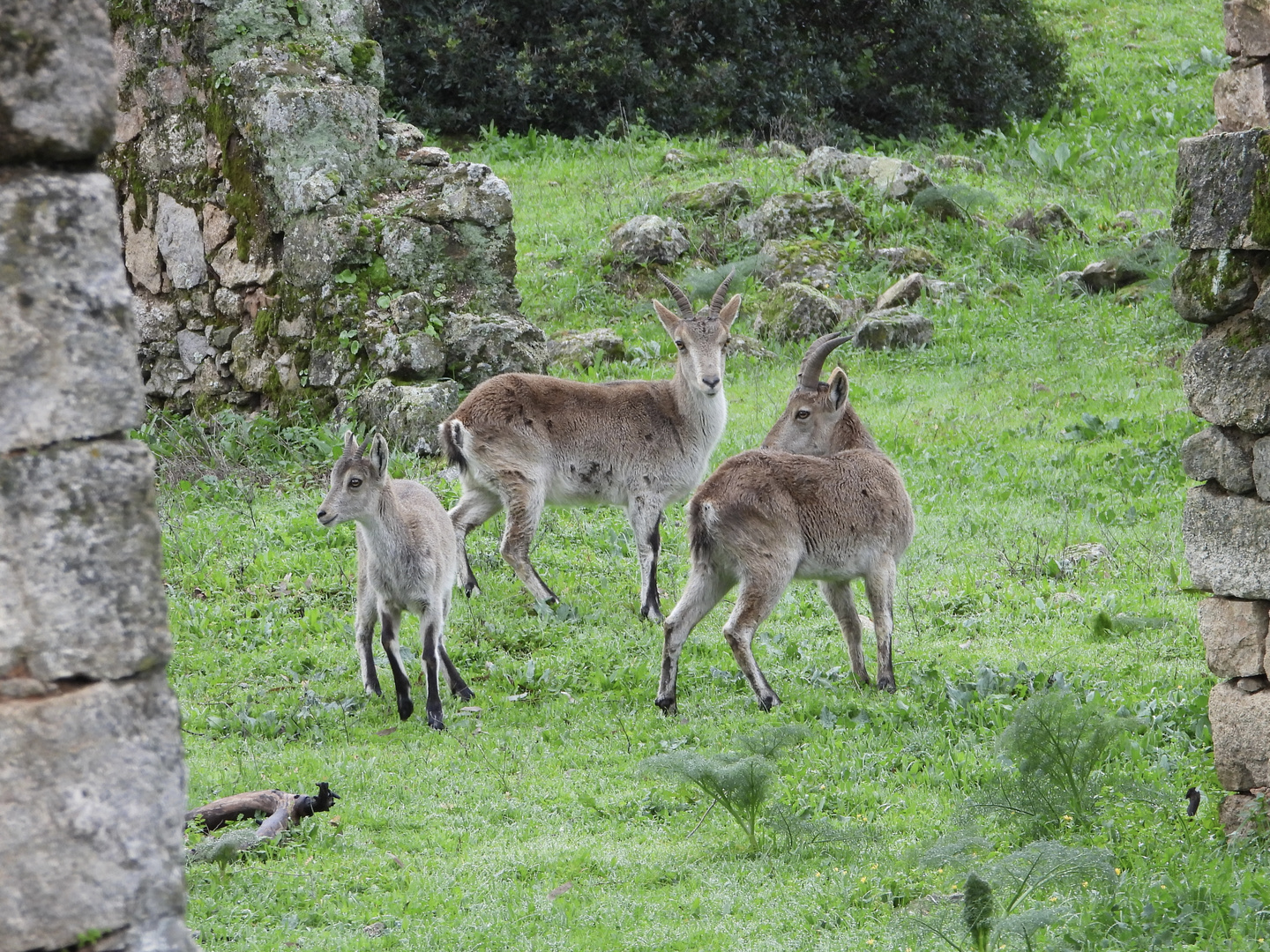 Stambecchi iberici