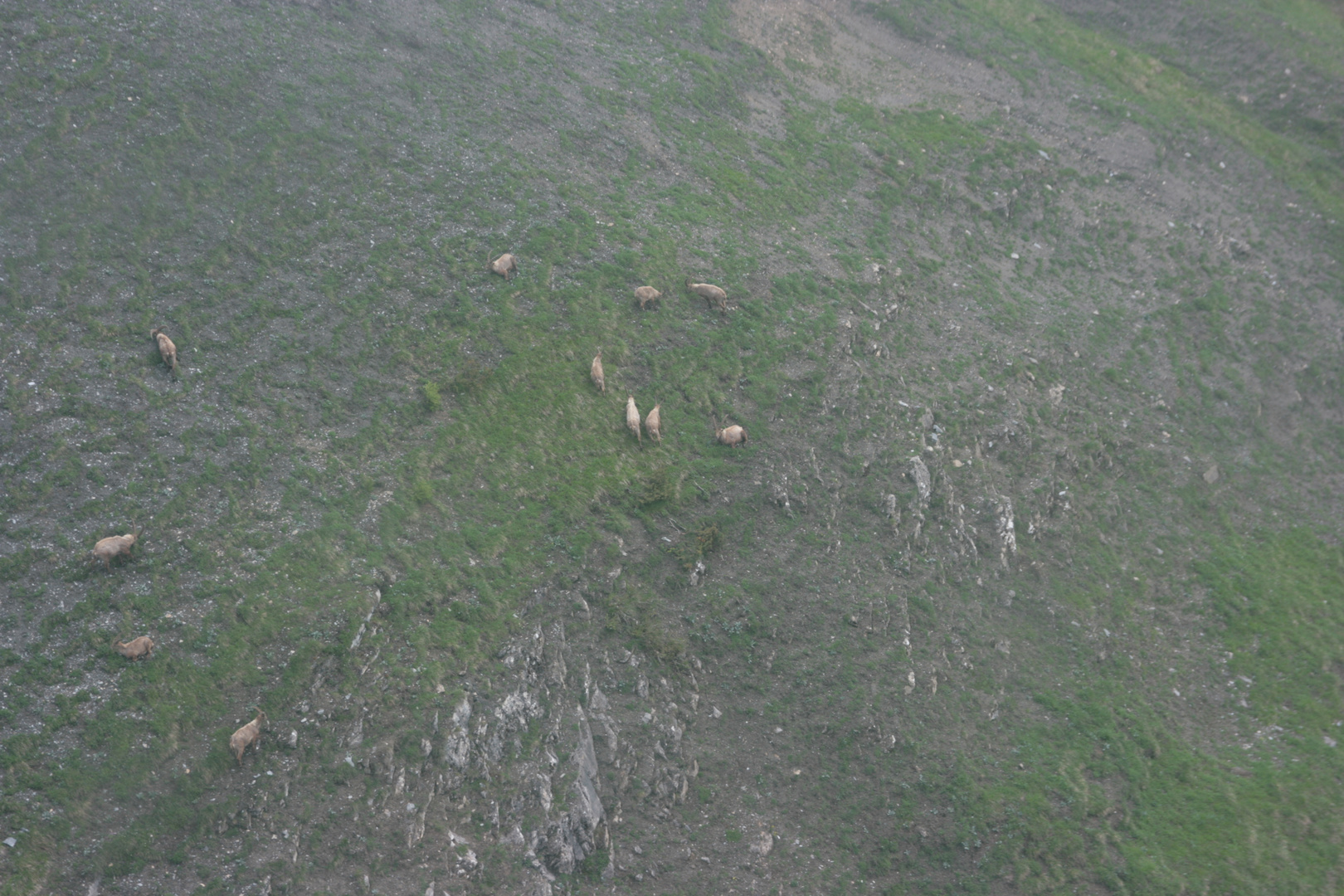 Stambecchi - Monte Bianco