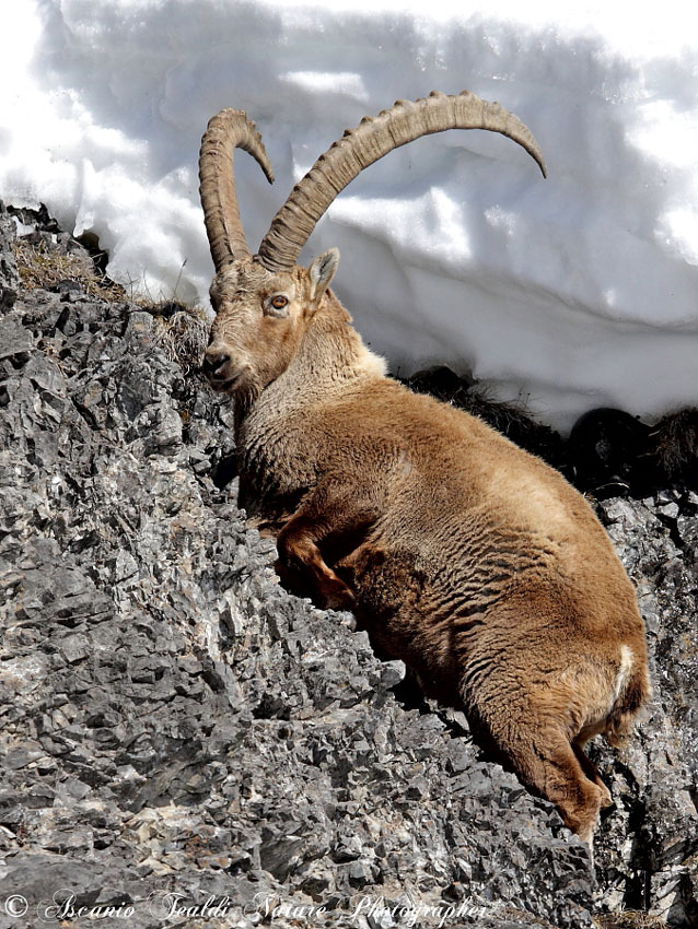 Stambecco a Livigno