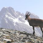 Stambecco al cospetto del Re di Pietra