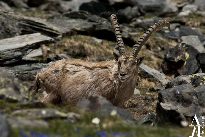 Stambecco (Capra ibex)