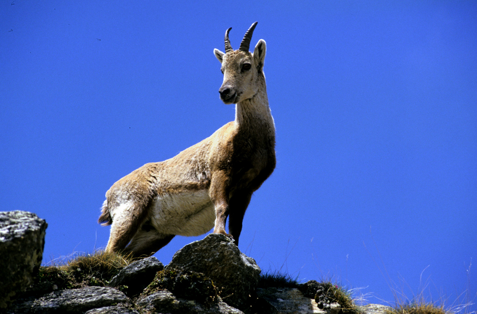 STAMBECCO del GRAN PARADISO