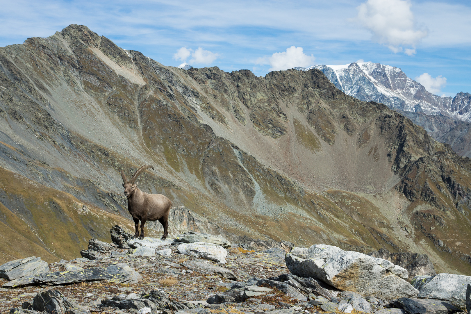 Stambecco e Mont Velan