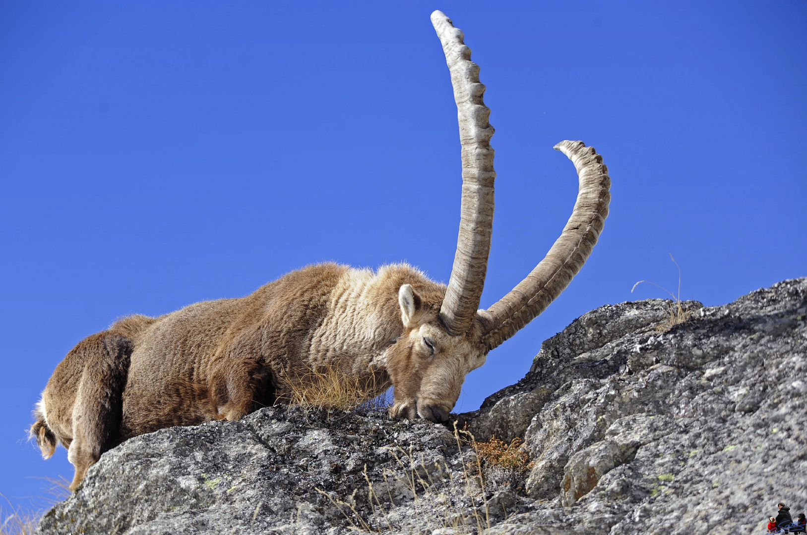 Stambecco Gran Paradiso