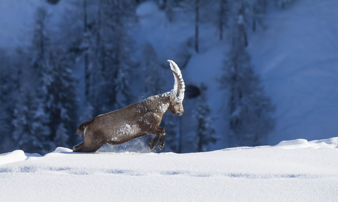 Stambecco innevato