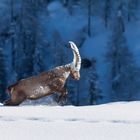 Stambecco innevato