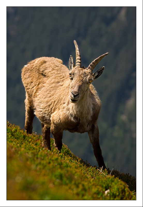 Stambecco sul Niederhorn