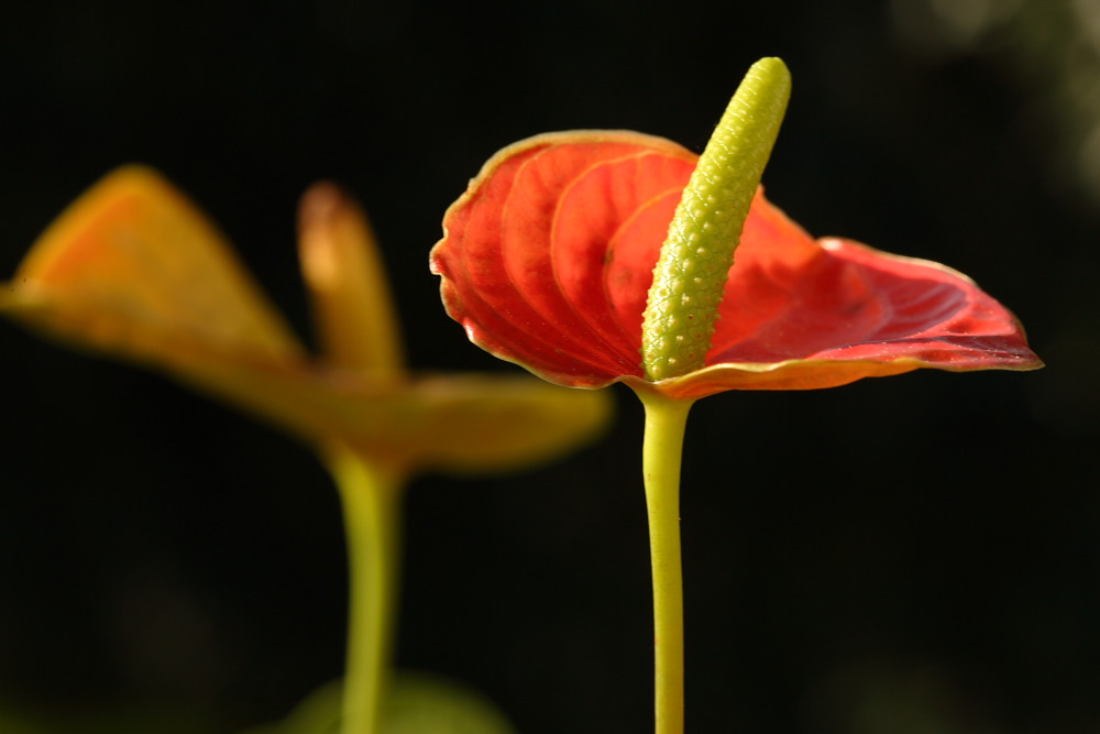 Stamen