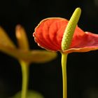 Stamen