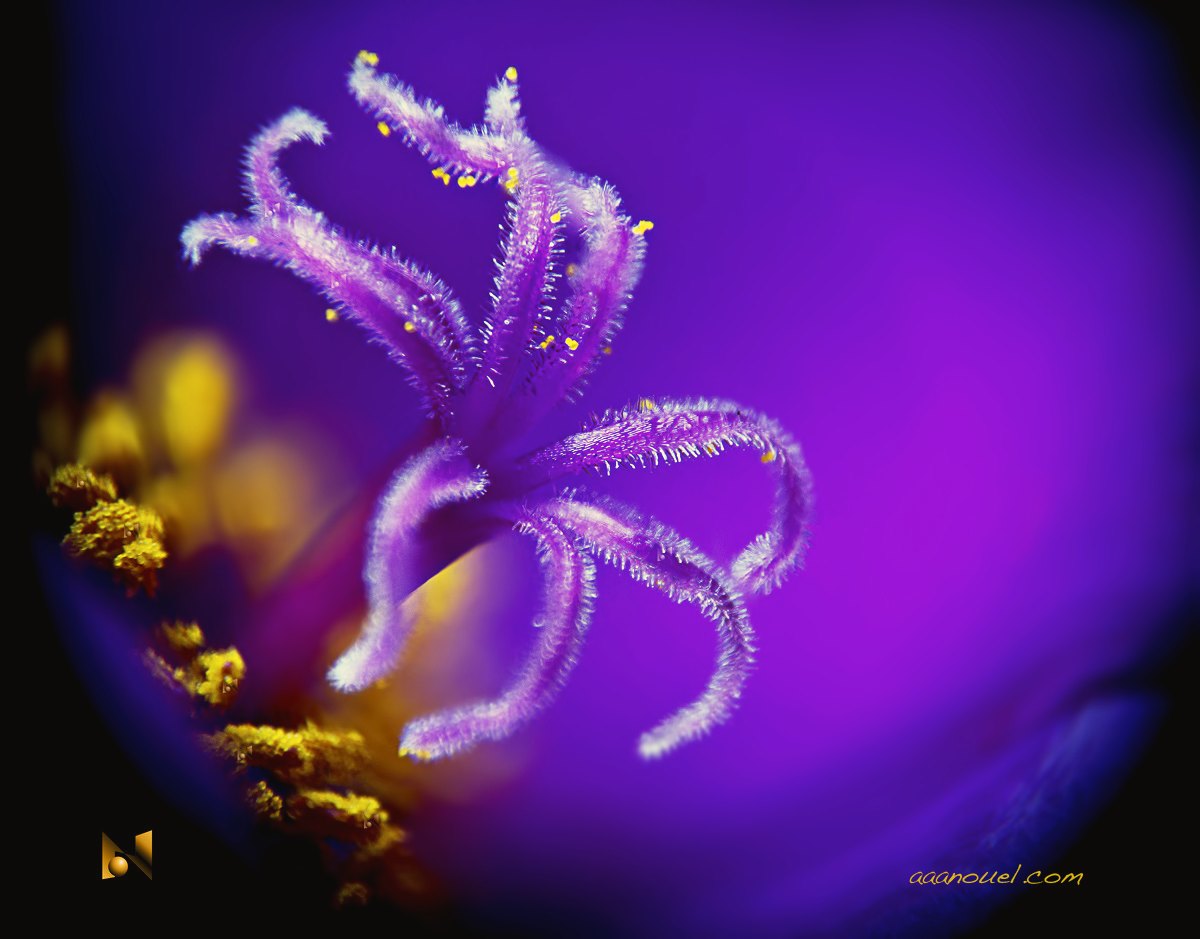 Stamen detail / close-up lens.