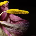 Stamens