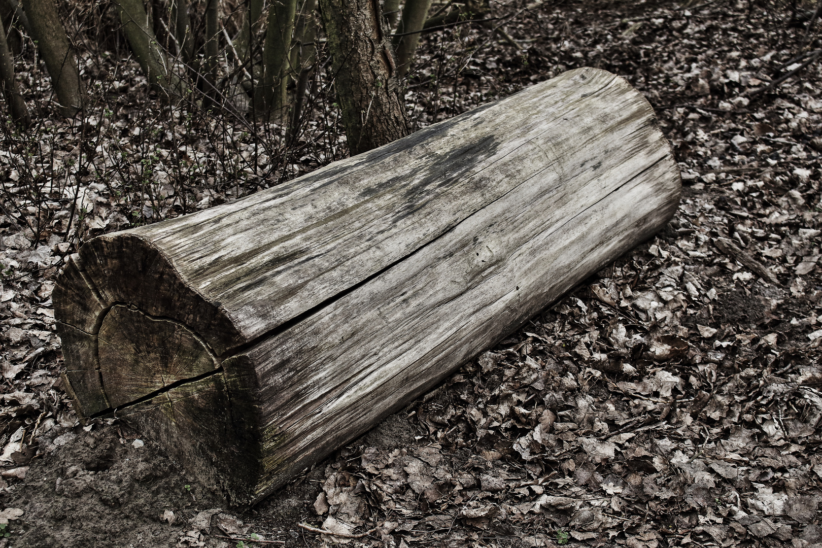 Stamm Foto & Bild art, wald, natur Bilder auf