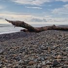 Stamm am Strand