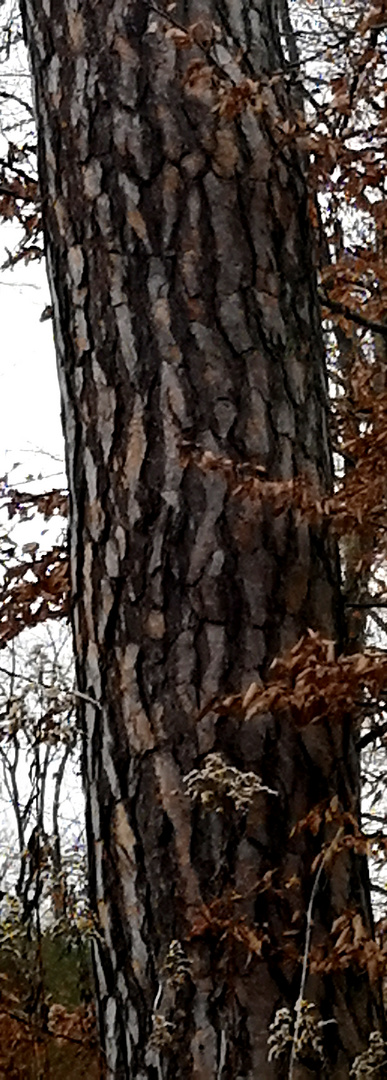 Stamm der Gemeinen Kiefer (Pinus sylvestris)