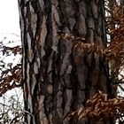 Stamm der Gemeinen Kiefer (Pinus sylvestris)