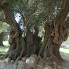 Stamm des ältesten wilden Olivenbaums in Lun