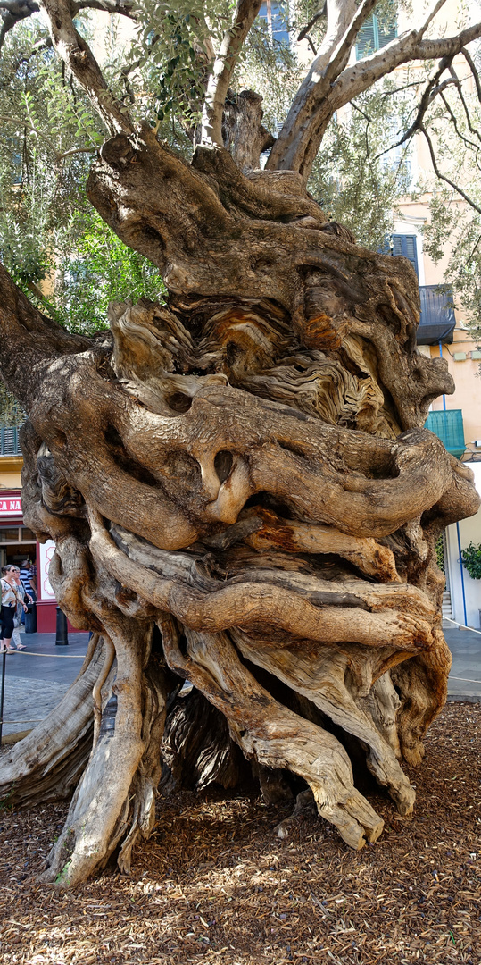 Stamm des alten Olivenbaumes