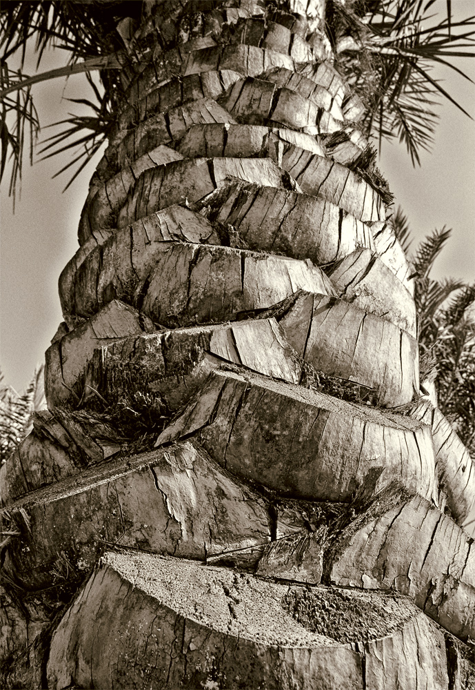 Stamm einer Palme in Dubai