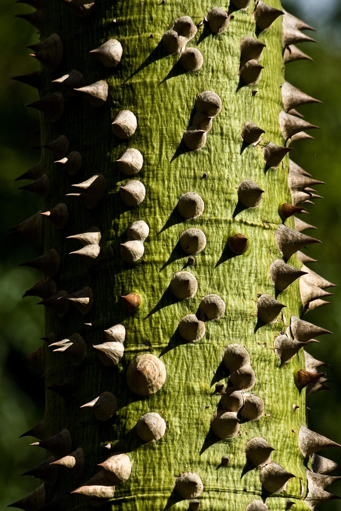 Stamm eines Florettseidenbaumes