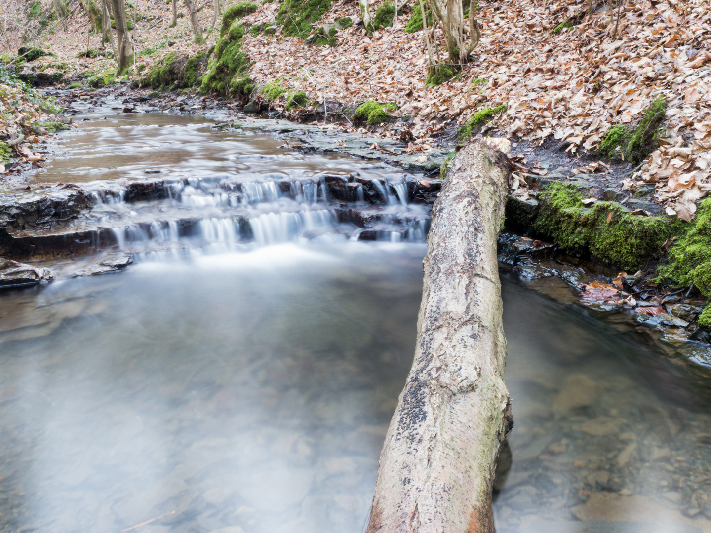 Stamm im Wasser