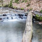 Stamm im Wasser