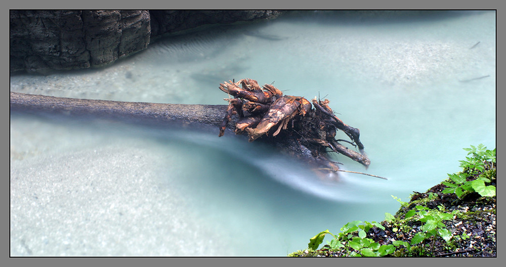 Stamm in der Klamm