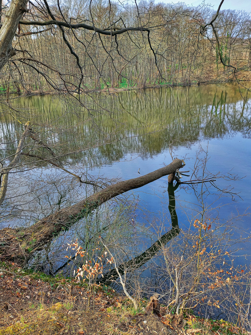 Stamm küsst Spiegelbild