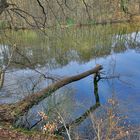 Stamm küsst Spiegelbild