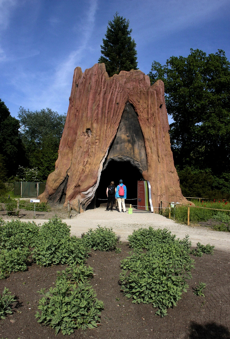 Stamm Riesen-Mammut-Baum