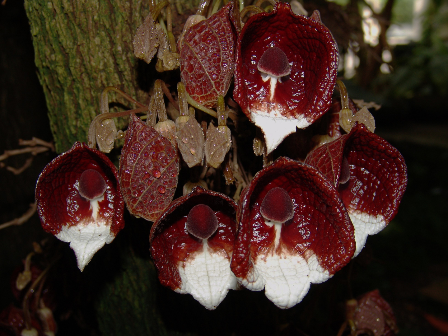 Stammblüten bei Aristolochoia arborea