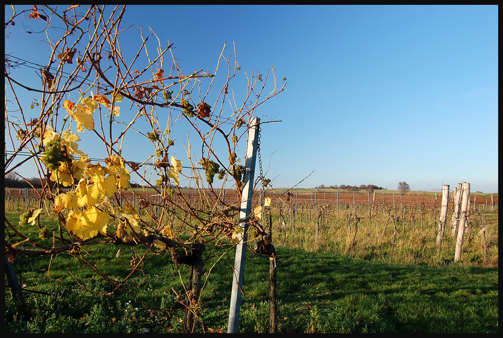 Stammersdorfer Herbst