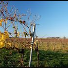 Stammersdorfer Herbst