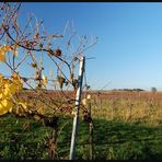 Stammersdorfer Herbst