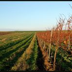 Stammersdorfer Herbst II