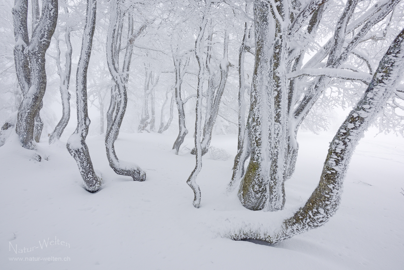 Stammformen Foto & Bild | world, winter, schnee Bilder auf fotocommunity