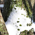 Stammgabelung mit Schnee