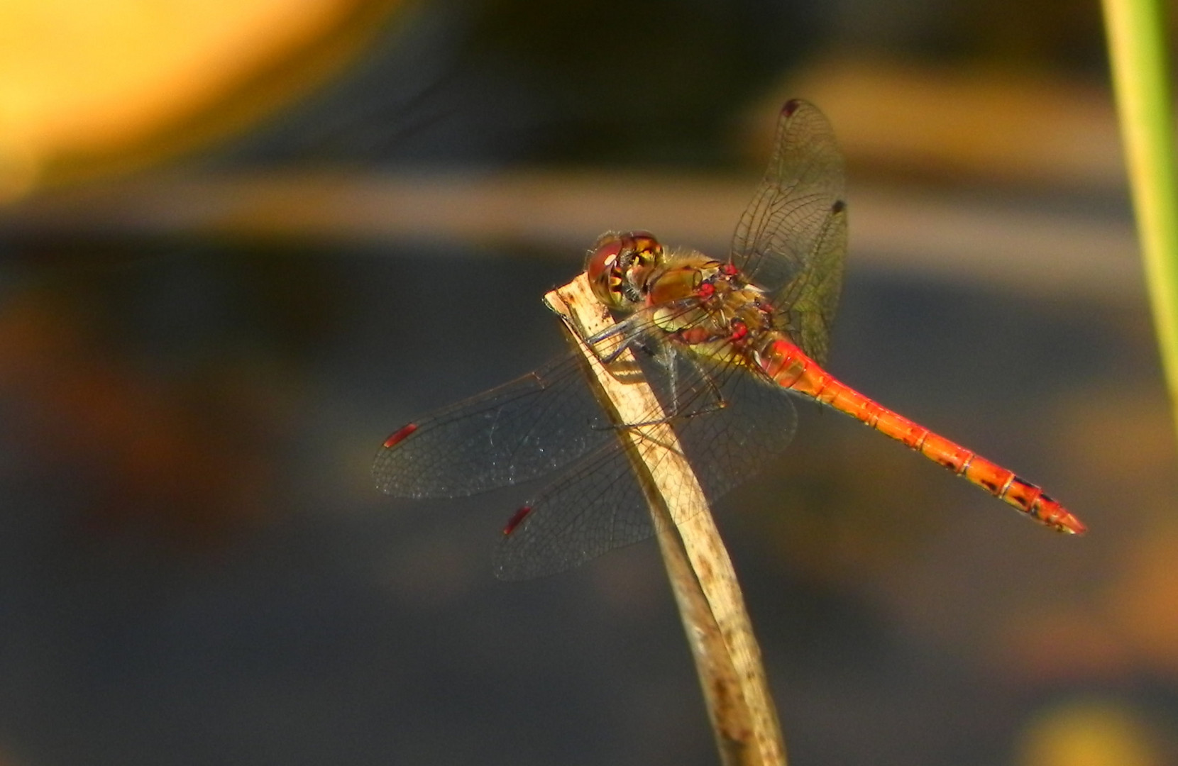 Stammgast am Gartenteich